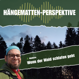 Wenn der Wald schlafen geht